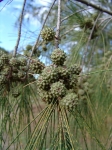 Casuarinaceae